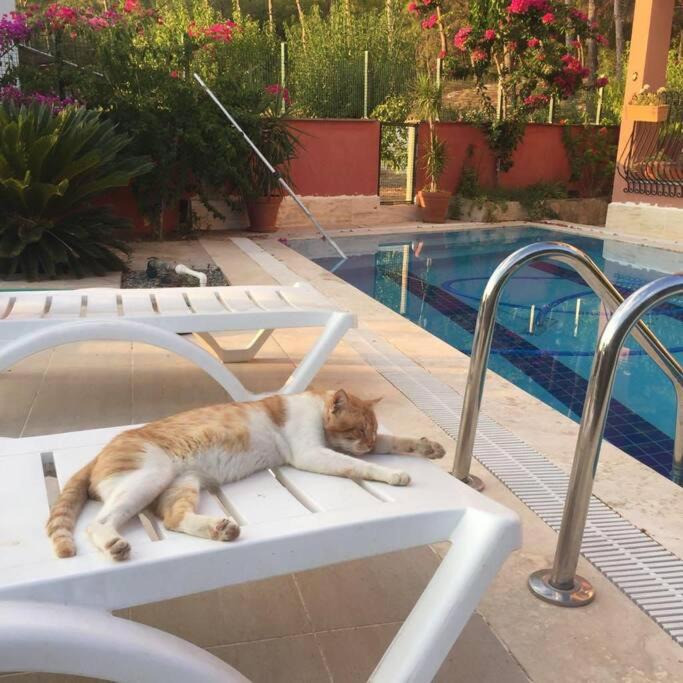 Photo of Others in Manavgat