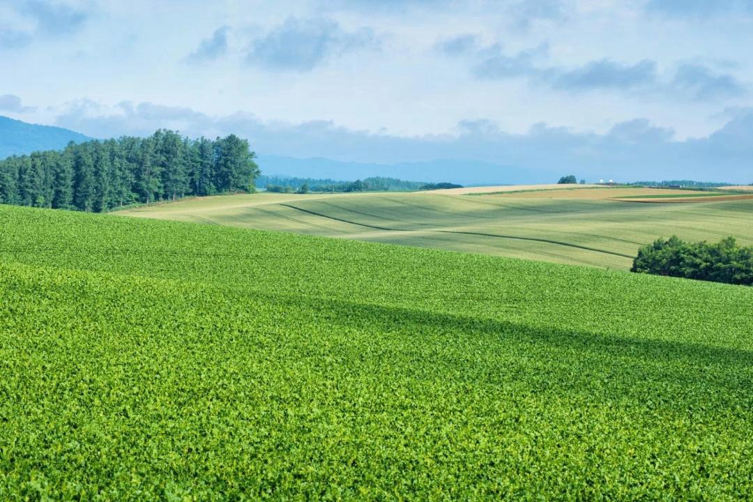 Photo of Others in Biei