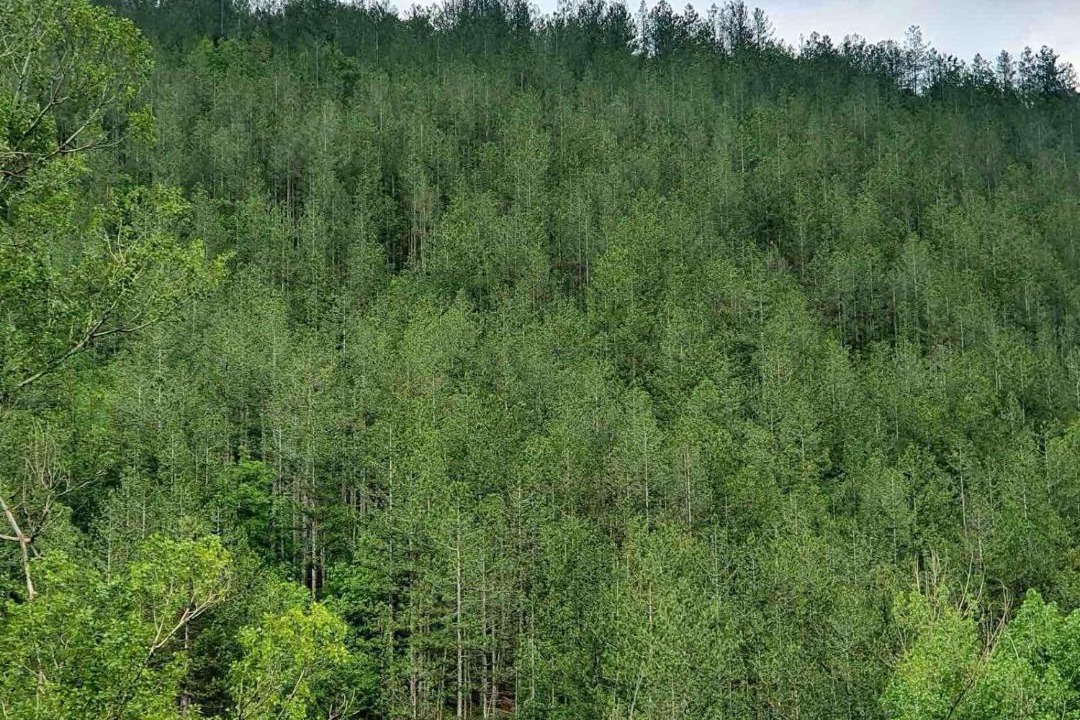Photo of Outdoor in Boboshevo