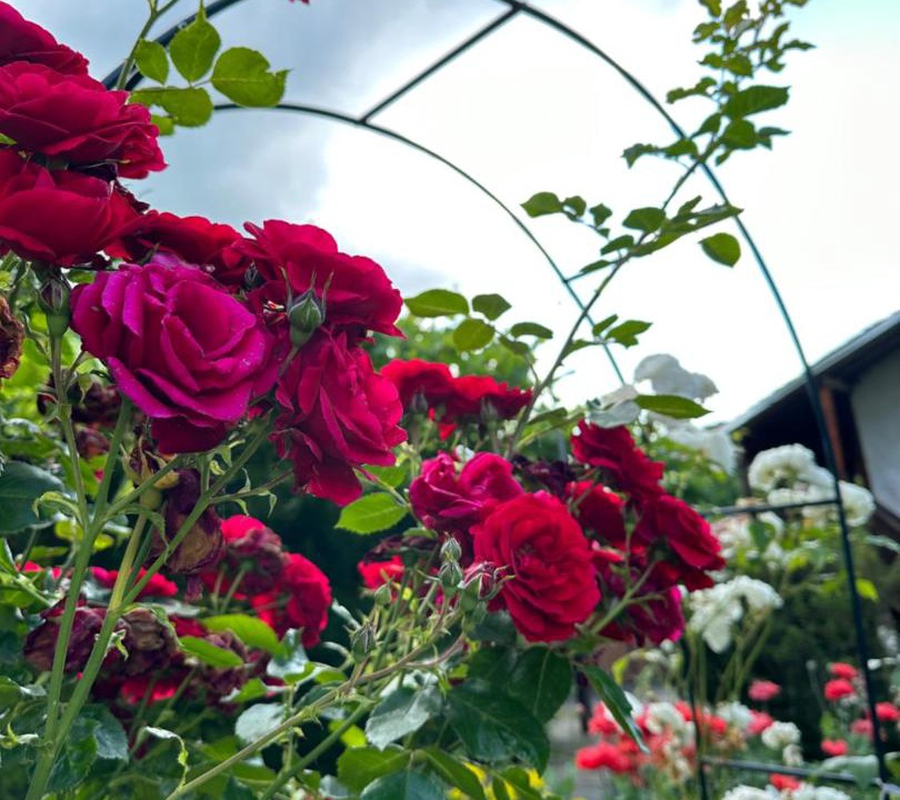 Photo of Outdoor in Elena