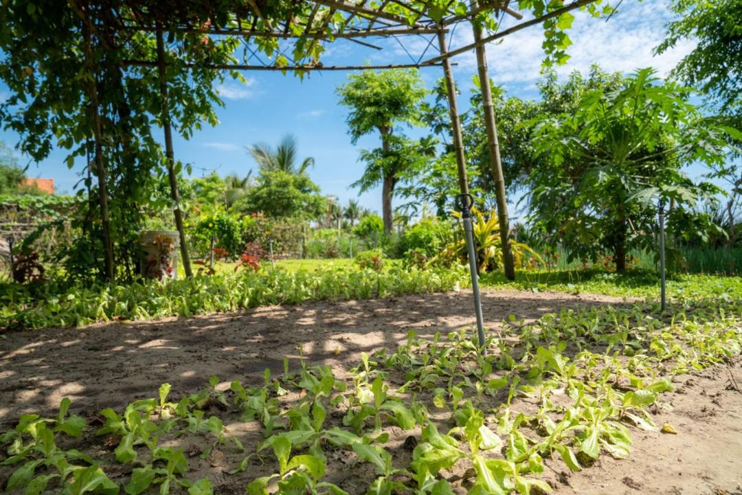 Photo of Others in Tra Que Vegetable Village