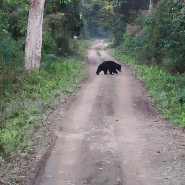 Photo of Others in Sauraha