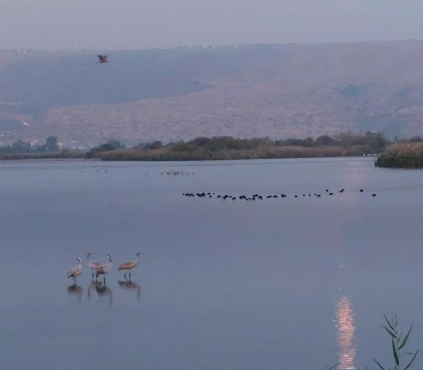 Photo of Others in Lehavot HaBashan