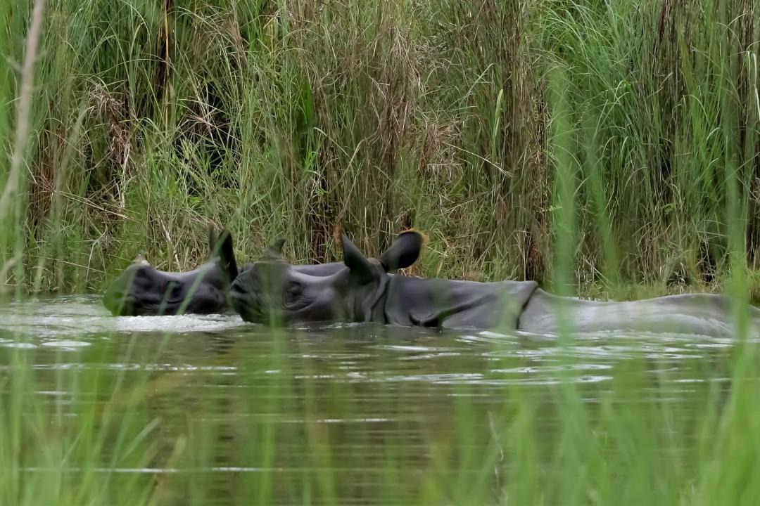 Photo of Others in Chitwan District