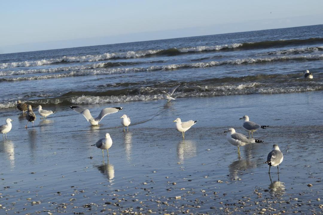 Photo of Others in North Myrtle Beach