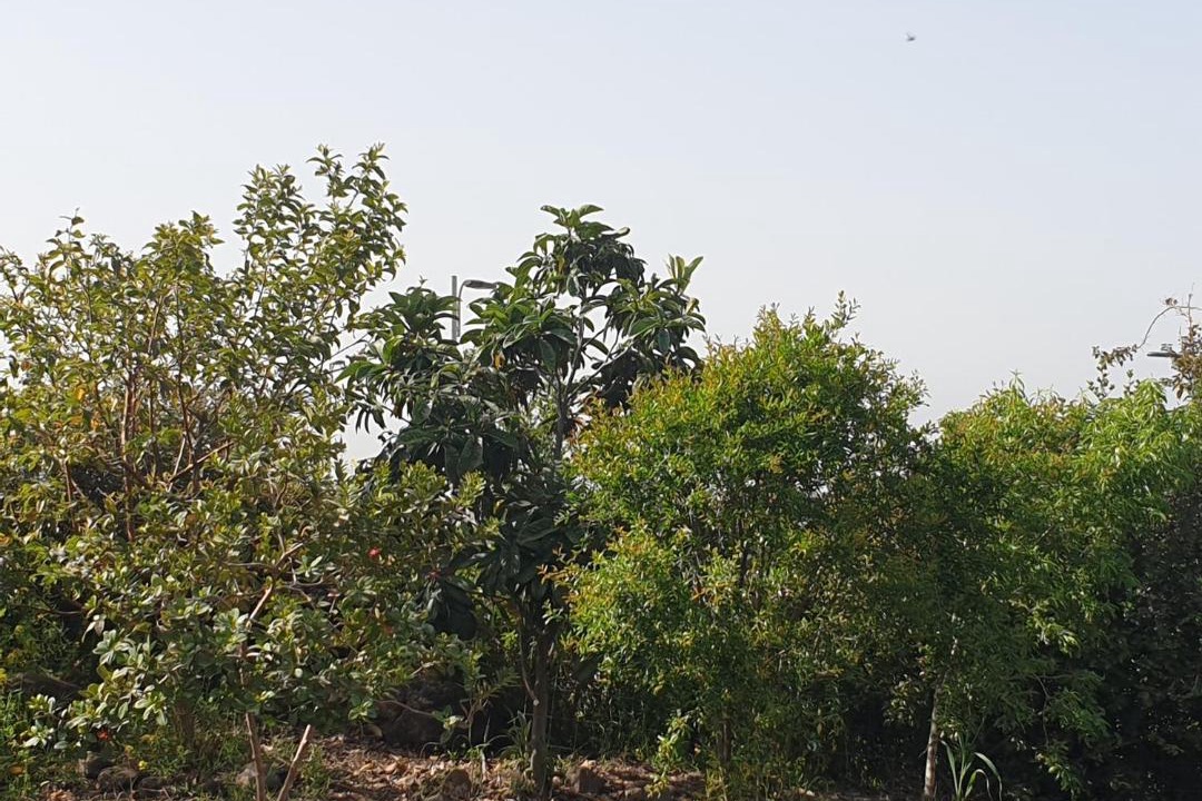 Photo of Others in Gonen