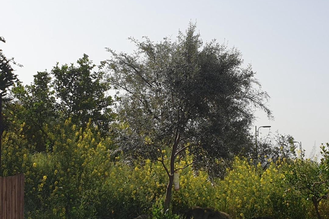 Photo of Others in Gonen