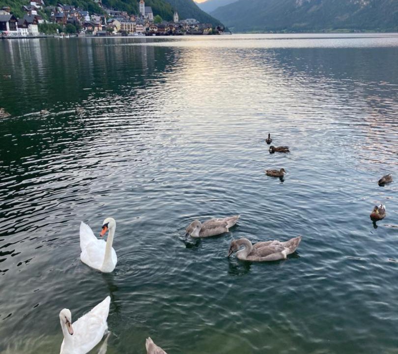 Photo of Others in Hallstatt