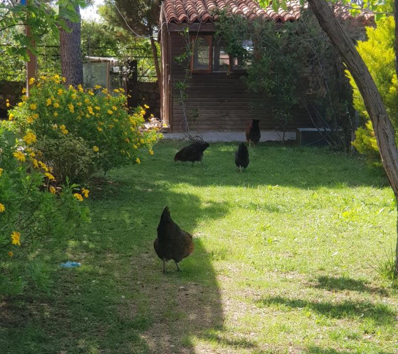 Photo of Others in Bozcaada