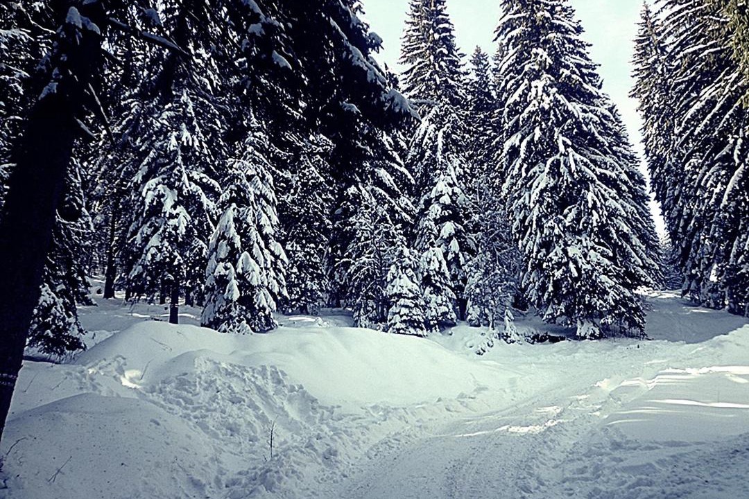 Photo of Others in Pamporovo