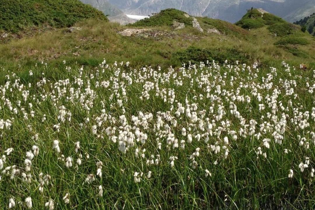 Photo of Others in Riederalp