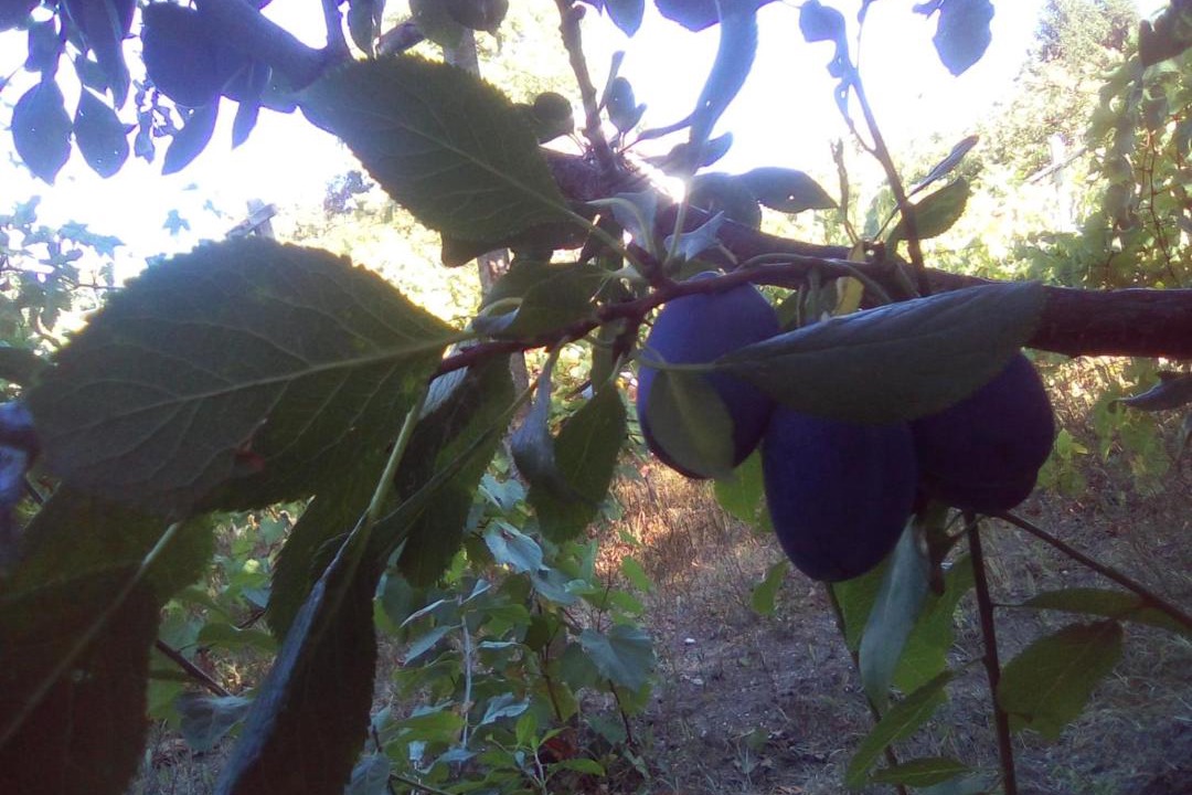 Photo of Outdoor in Primorski