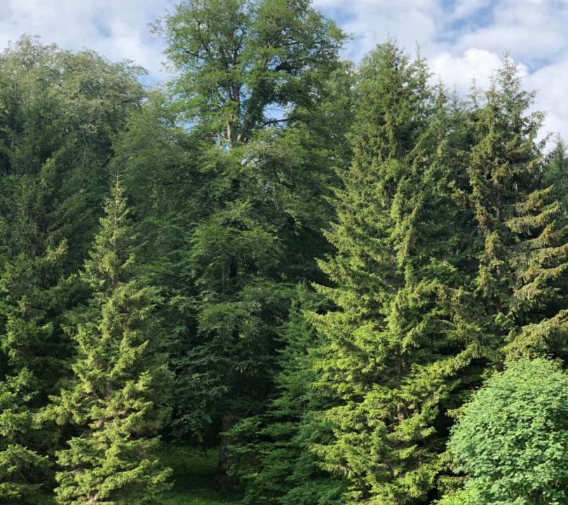 Photo of Outdoor in Bakuriani