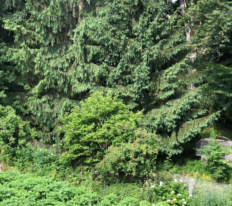 Photo of Outdoor in Bakuriani