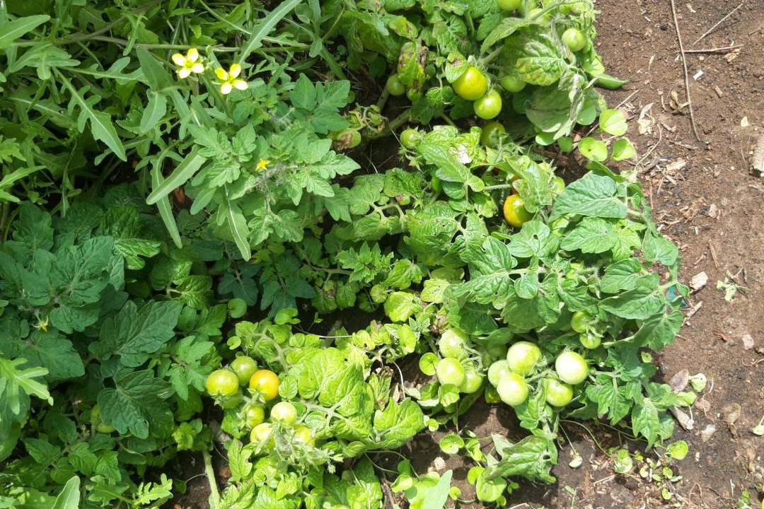 Photo of Outdoor in Mishmar HaShiv'a