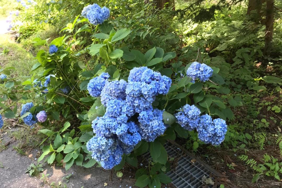 Photo of Others in Yuzawa