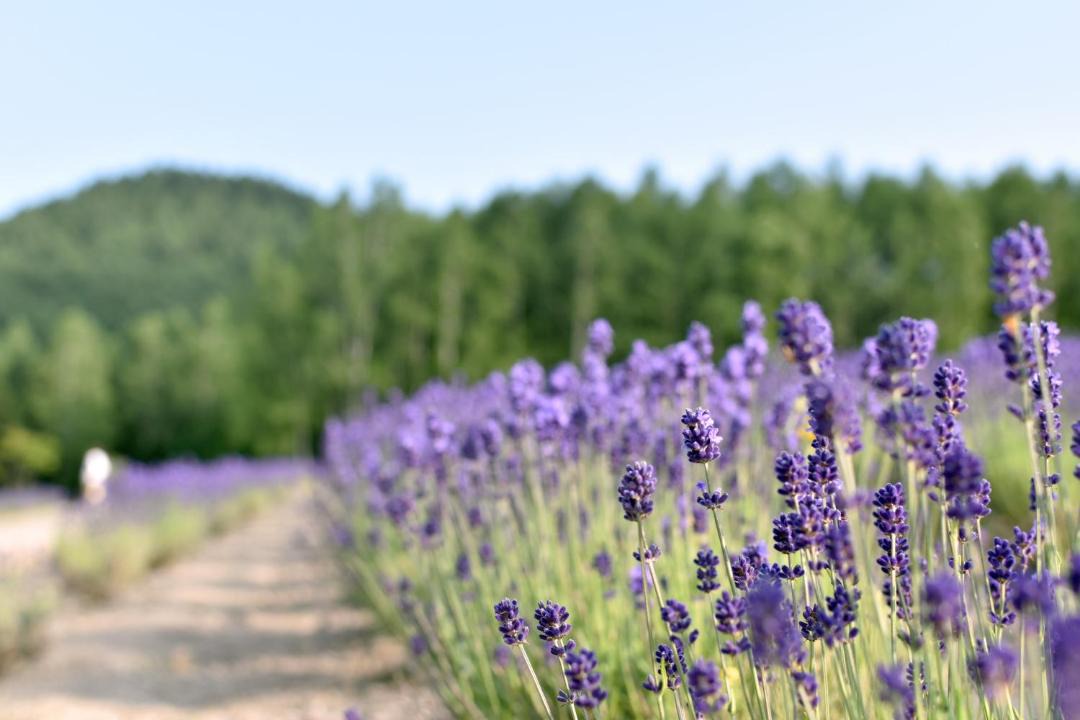 Photo of Outdoor in Shimanoshita