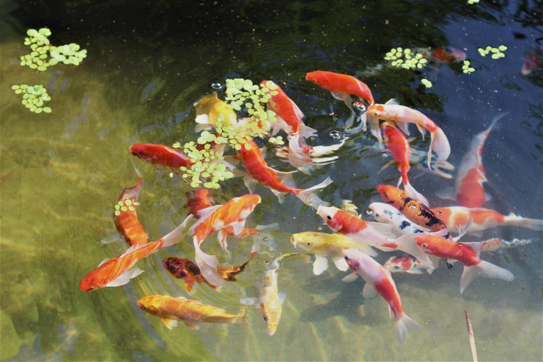 Photo of Others in Ngu Hanh Son