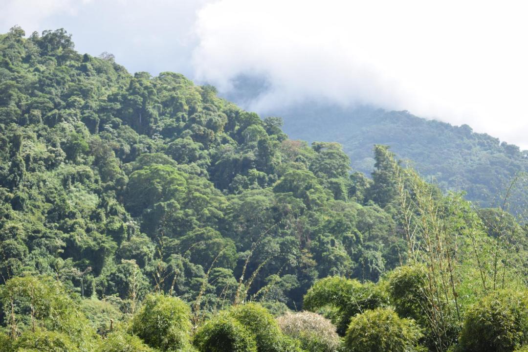 Photo of Outdoor in Minca