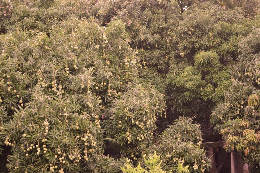 Photo of Outdoor in Minca