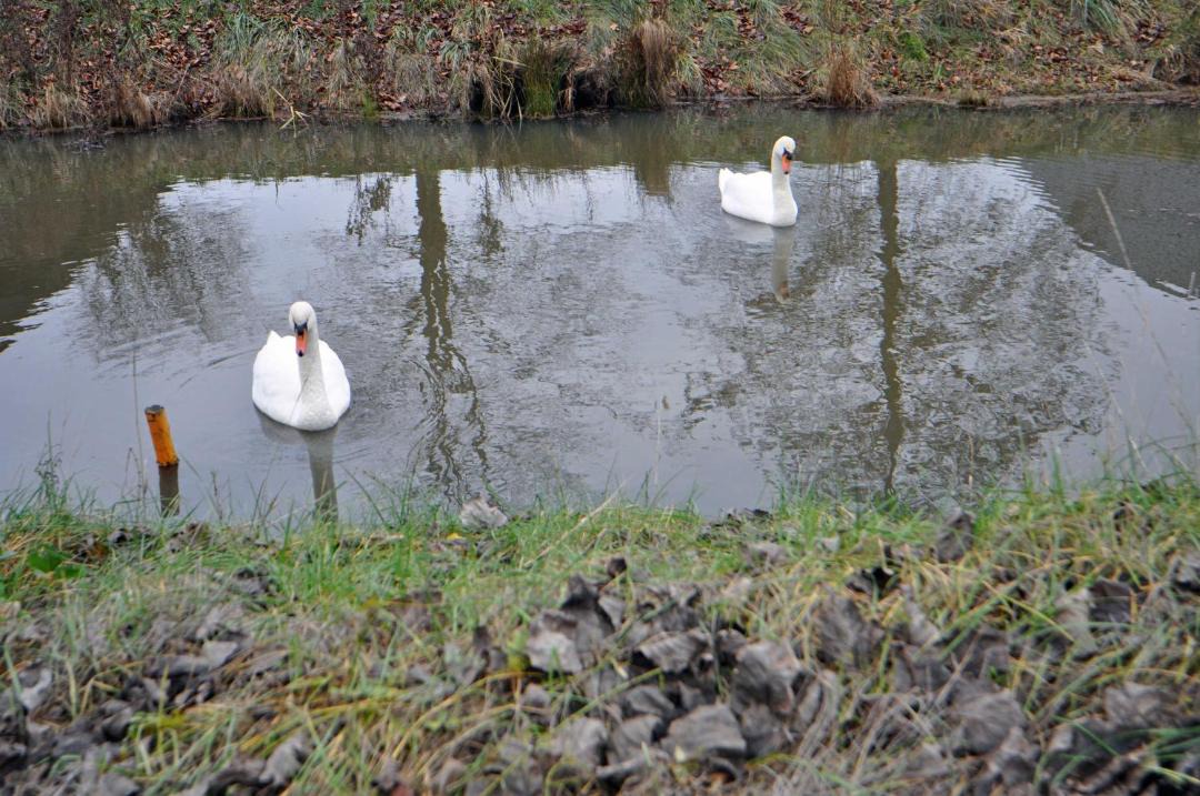 Photo of Others in Warsingsfehn