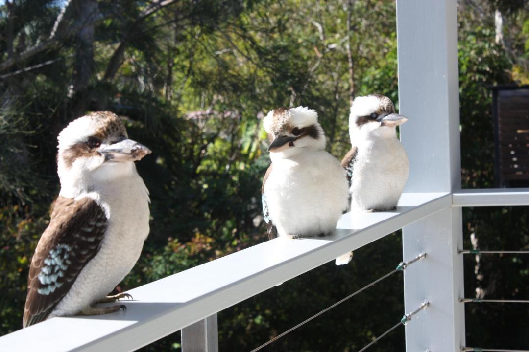 Photo of Patio Balcony in Blueys Beach