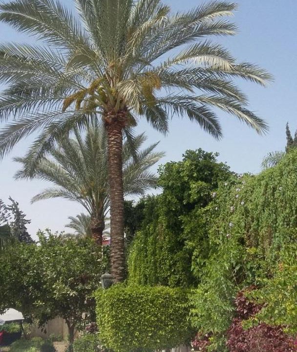 Photo of Outdoor in Mobarak City
