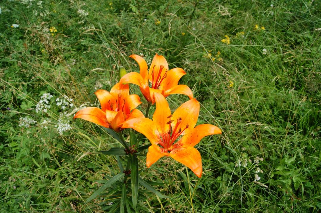 Photo of Outdoor in Duernstein in der Steiermark