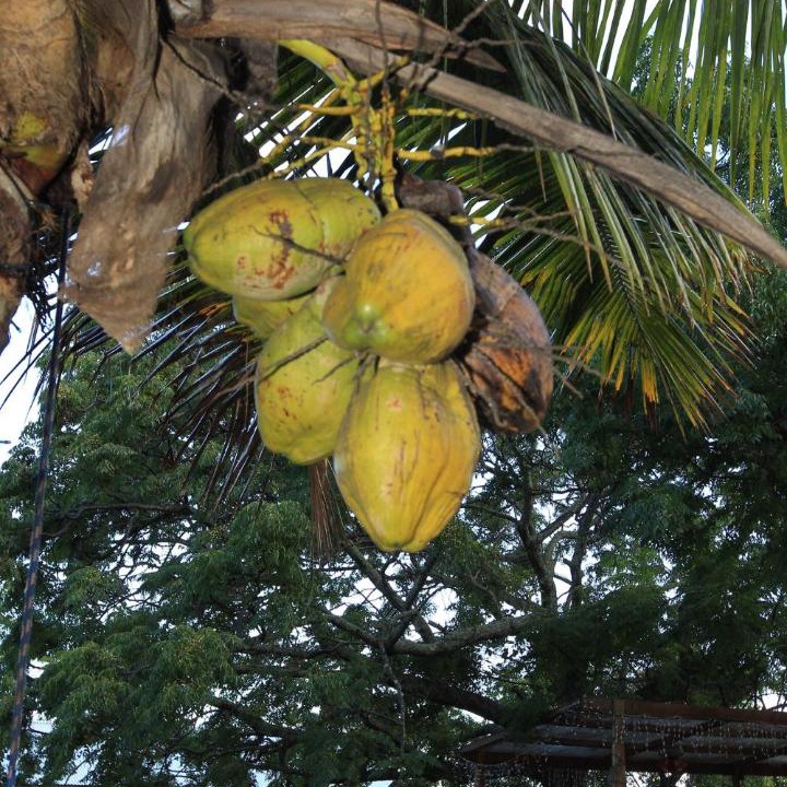 Photo of Others in Hanga Roa