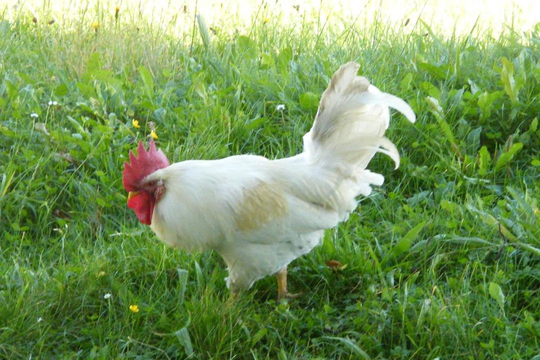 Photo of Others in Michaelerberg-Pruggern